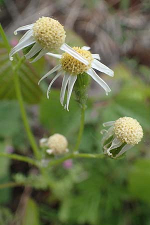 Senecio vernalis \ Frhlings-Greiskraut / Eastern Groundsel, D Mannheim 24.4.2022