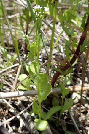 Samolus valerandi \ Salzbunge / Brookweed, D Thüringen, Bad Frankenhausen 10.6.2022