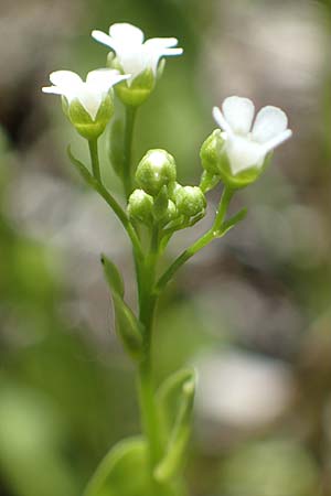 Samolus valerandi \ Salzbunge / Brookweed, D Thüringen, Bad Frankenhausen 10.6.2022