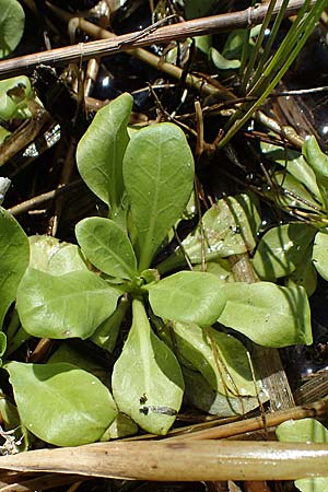 Samolus valerandi \ Salzbunge / Brookweed, D Thüringen, Bad Frankenhausen 10.6.2022