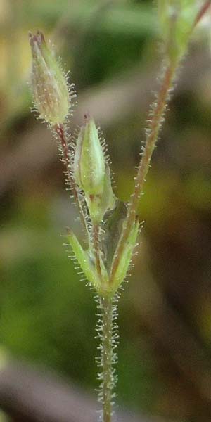 Sabulina viscosa \ Klebrige Miere / Sticky Sandwort, D Eisenberg 3.5.2024