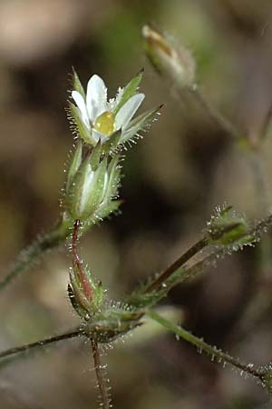 Sabulina viscosa \ Klebrige Miere / Sticky Sandwort, D Eisenberg 9.5.2024