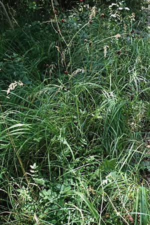 Sanguisorba officinalis \ Groer Wiesenknopf / Great Burnet, D Iffeldorf 14.8.2024