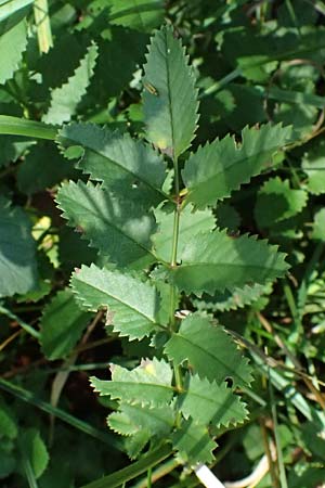 Sanguisorba officinalis \ Groer Wiesenknopf / Great Burnet, D Iffeldorf 14.8.2024