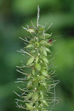 Setaria verticillata \ Kletten-Borstenhirse, Quirlige Borstenhirse / Whorled Pigeon Grass, Bristly Foxtail, D Mannheim 14.9.2025