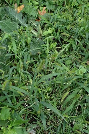 Setaria verticillata \ Kletten-Borstenhirse, Quirlige Borstenhirse / Whorled Pigeon Grass, Bristly Foxtail, D Mannheim 14.9.2025