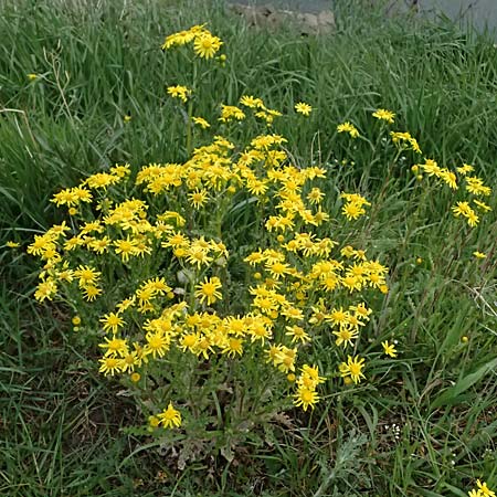 Senecio vernalis \ Fr�hlings-Greiskraut / Eastern Groundsel, D Mannheim 4.4.2026