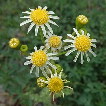Senecio vernalis \ Fr�hlings-Greiskraut / Eastern Groundsel, D Mannheim 4.4.2026