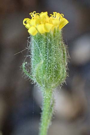 Senecio viscosus \ Klebriges Greiskraut / Sticky Groundsel, D Ludwigshafen 18.7.2026