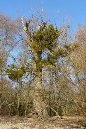 Viscum album subsp. album \ Laubholz-Mistel / Mistletoe, D Mannheim 22.1.2017