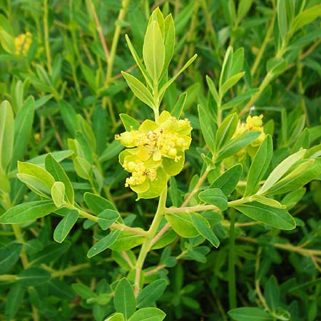 Euphorbia palustris \ Sumpf-Wolfsmilch / Marsh Spurge, D Grettstadt 1.6.2015