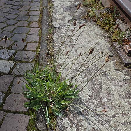 Plantago lanceolata, Echte Katzenminze