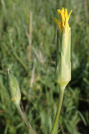 Scorzonera hispanica \ Garten-Schwarzwurzel, Spanische Schwarzwurzel / Spanish Viper's Grass, Black Salsify, D Thüringen, Kölleda 9.6.2022