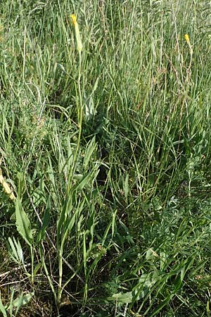 Scorzonera hispanica \ Garten-Schwarzwurzel, Spanische Schwarzwurzel / Spanish Viper's Grass, Black Salsify, D Thüringen, Kölleda 9.6.2022