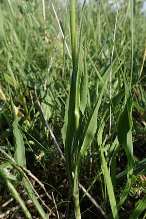 Scorzonera hispanica \ Garten-Schwarzwurzel, Spanische Schwarzwurzel / Spanish Viper's Grass, Black Salsify, D Thüringen, Kölleda 9.6.2022