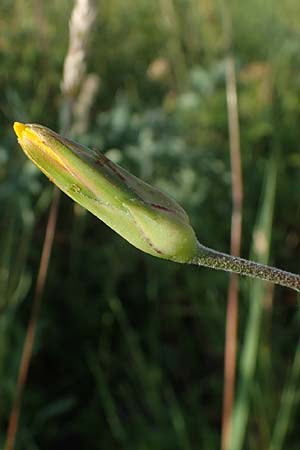 Scorzonera hispanica \ Garten-Schwarzwurzel, Spanische Schwarzwurzel / Spanish Viper's Grass, Black Salsify, D Thüringen, Kölleda 9.6.2022