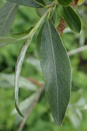 Salix alba \ Silber-Weide / White Willow, D Waghäusel 11.5.2023
