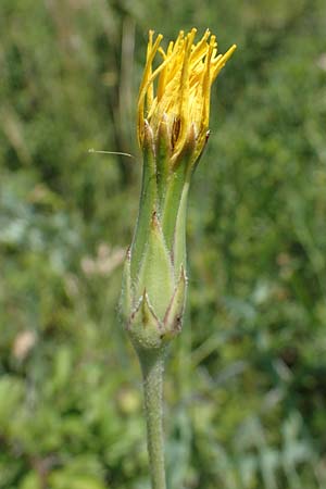 Scorzonera hispanica \ Garten-Schwarzwurzel, Spanische Schwarzwurzel / Spanish Viper's Grass, Black Salsify, D Thüringen, Hemleben 12.6.2023