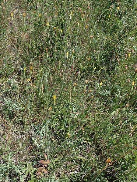 Scorzonera hispanica \ Garten-Schwarzwurzel, Spanische Schwarzwurzel / Spanish Viper's Grass, Black Salsify, D Thüringen, Hemleben 12.6.2023