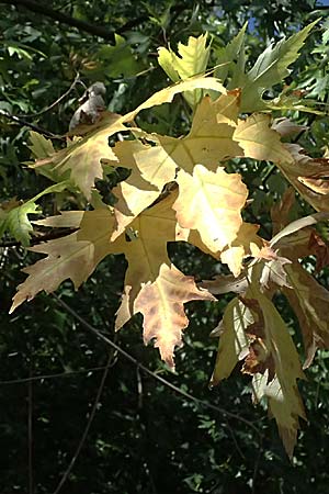 Acer saccharinum \ Silber-Ahorn / Silver Maple, D Altrip 6.8.2026
