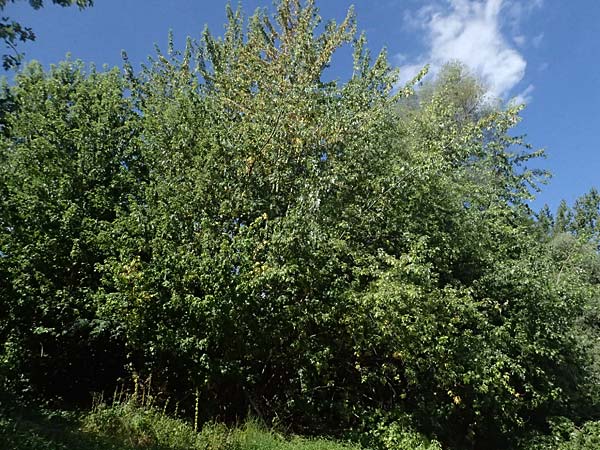Acer saccharinum \ Silber-Ahorn / Silver Maple, D Altrip 6.8.2026