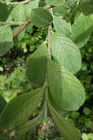 Salix aurita x caprea \ Weiden-Hybride / Hybrid Willow, D Schwarzwald/Black-Forest, Feldsee 18.5.2007