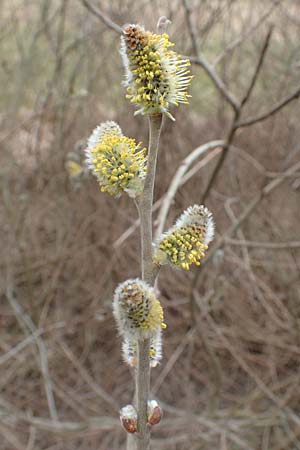 Salix caprea \ Sal-Weide / Goat Willow, D Römerberg 13.3.2019