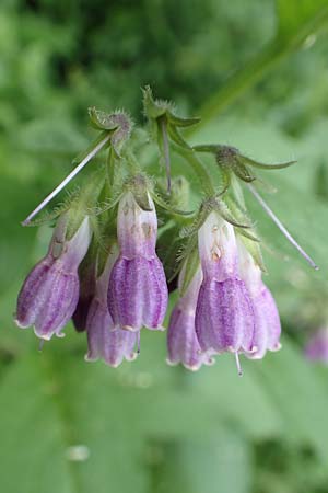 Symphytum officinale, Common Comfrey Symphytum officinale, Common Comfrey