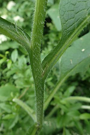 Symphytum officinale \ Gewhnlicher Arznei-Beinwell / Common Comfrey, D Aachen 24.5.2018
