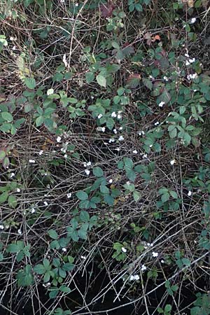 Symphoricarpos albus \ Schneebeere / Snowberry, D Weisweil 30.10.2025