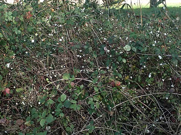 Symphoricarpos albus \ Schneebeere / Snowberry, D Weisweil 30.10.2025
