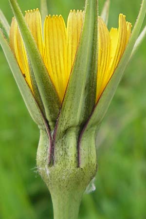 Tragopogon minor \ Kleiner Wiesen-Bocksbart, Kleinkpfiger Bocksbart, D Rüsselsheim 13.5.2010