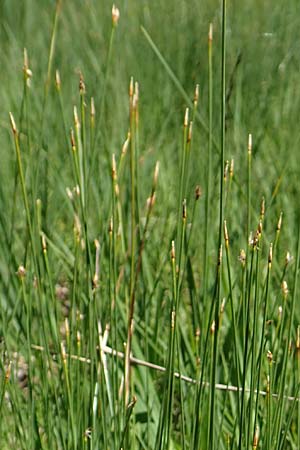 Trichophorum cespitosum subsp. cespitosum \ Gewhnliche Rasenbinse / Deer Grass, D Pfronten 28.6.2016