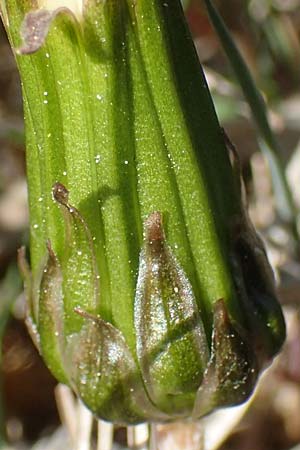 Taraxacum multilepis \ Reichschuppiger Sumpf-Lwenzahn / Many-Scaled Marsh Dandelion, D Konstanz 24.4.2018