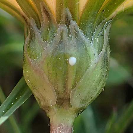 Taraxacum ciliare \ Gewimperter Sumpf-Lwenzahn / Ciliate Marsh Dandelion, D Konstanz 24.4.2018