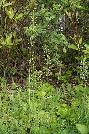 Thlaspi alliaceum \ Lauch-Hellerkraut / Roadside Penny-Cress, Garlic Mustard, D Günzburg 8.5.2010