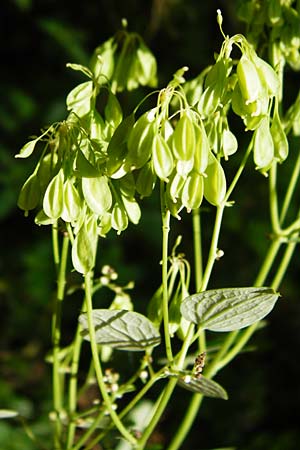 Thalictrum aquilegiifolium \ Groe Wiesenraute, Akeleiblttrige Wiesenraute / French Meadow-Rue, D Beuron 26.7.2015