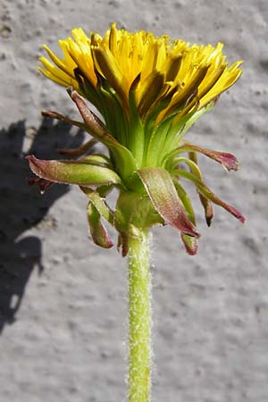 Taraxacum sect. Ruderalia \ Gewhnlicher Lwenzahn, Kuhblume / Dandelion, D Mannheim 8.8.2015