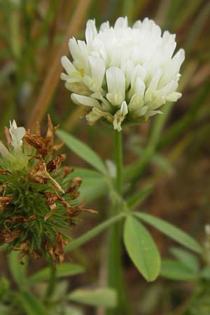Trifolium alexandrinum \ gyptischer Klee, Alexandriner Klee / Egyptian Clover, Berseem Clover, D Großheubach-Rosshof 16.7.2016