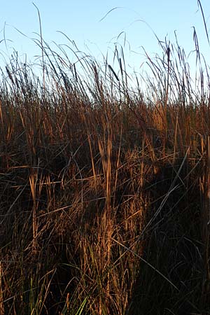 Typha angustifolia \ Schmalblttriger Rohrkolben / Lesser Bulrush, D Maulbronn 1.10.2015
