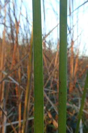 Typha angustifolia \ Schmalblttriger Rohrkolben / Lesser Bulrush, D Maulbronn 1.10.2015