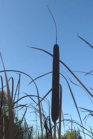 Typha angustifolia \ Schmalblttriger Rohrkolben / Lesser Bulrush, D Maulbronn 1.10.2015