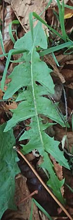 Taraxacum spec4 ? \ Lwenzahn, D Mannheim 6.11.2015