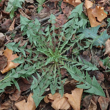 Taraxacum pectinatiforme \ Kammfrmiger Lwenzahn / Pectinate-Leaved Dandelion, D Mannheim 12.11.2015