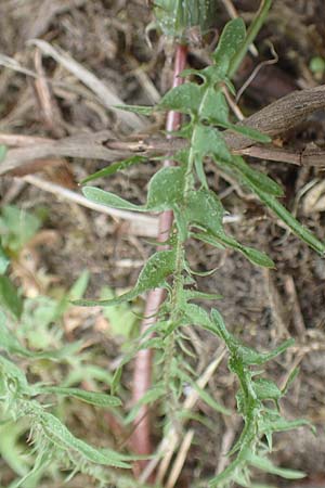 Taraxacum tortilobum \ Gedrehtlappiger Lwenzahn / Twisted-Lobed Dandelion, D Viernheim 9.5.2016