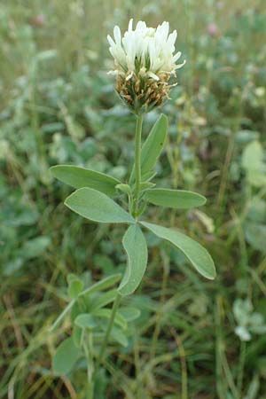Trifolium alexandrinum \ gyptischer Klee, Alexandriner Klee / Egyptian Clover, Berseem Clover, D Mömlingen 10.9.2016