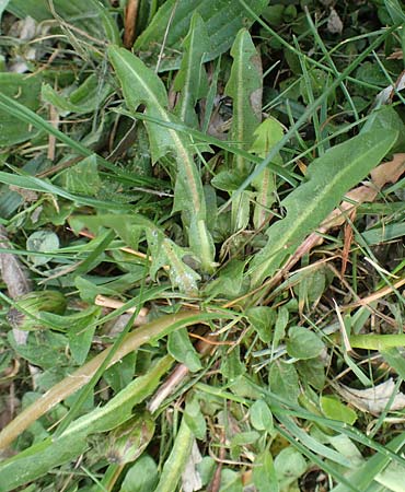 Taraxacum udum agg. \ Flutrasen-L�wenzahn / Marsh Dandelion, D Konstanz 24.4.2018