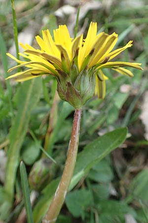 Taraxacum udum agg. \ Flutrasen-L�wenzahn / Marsh Dandelion, D Konstanz 24.4.2018
