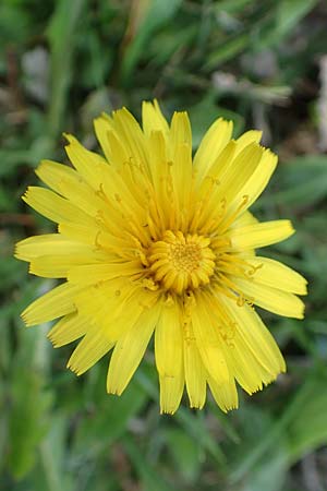 Taraxacum udum agg. \ Flutrasen-L�wenzahn / Marsh Dandelion, D Konstanz 24.4.2018
