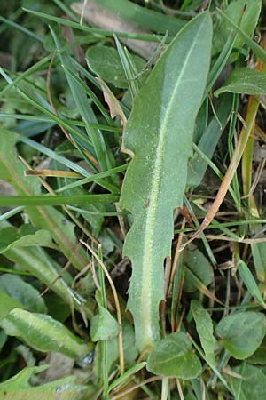 Taraxacum udum agg. \ Flutrasen-L�wenzahn / Marsh Dandelion, D Konstanz 24.4.2018